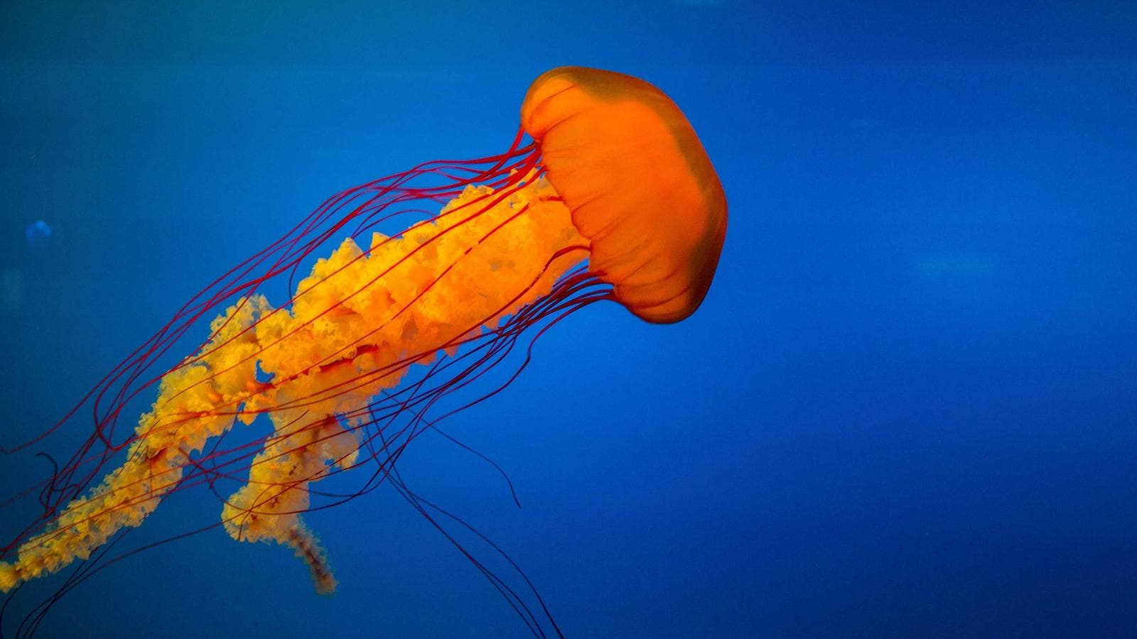 How to Photograph Glossy Resin at Home (Phone Edition)
